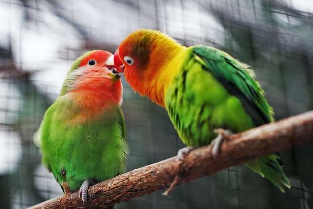 dve šarene ptice u kavezu