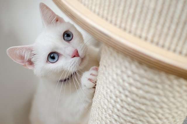 bela maca sa plavim očima